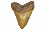 Giant, Fossil Megalodon Tooth - North Carolina #192474-1
